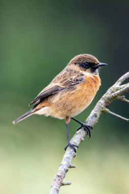Boğa Adası, Dublin 'de Stonechat görüldü. Açık otlaklarda ve kıyı habitatlarında böcek yiyen kuş bulundu..