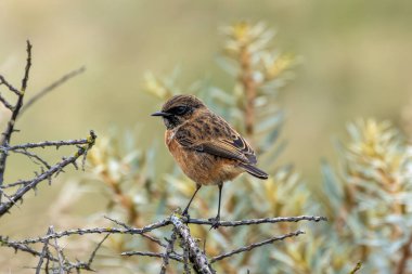 Boğa Adası, Dublin 'de Stonechat görüldü. Açık otlaklarda ve kıyı habitatlarında böcek yiyen kuş bulundu..