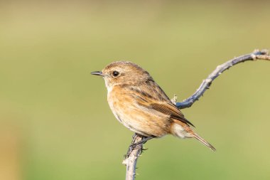 Boğa Adası, Dublin 'de Stonechat görüldü. Açık otlaklarda ve kıyı habitatlarında böcek yiyen kuş bulundu..