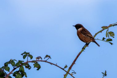 Boğa Adası, Dublin 'de Stonechat görüldü. Açık otlaklarda ve kıyı habitatlarında böcek yiyen kuş bulundu..