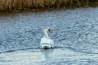 The Mute Swan feeds on aquatic plants. Photographed at Baldoyle Racecourse, Dublin, Ireland. clipart