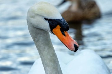 Dilsiz Kuğu su bitkileriyle beslenir. Fotoğraf: Baldoyle Yarış Pisti, Dublin, İrlanda.