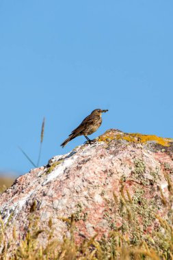 Avrupa Kaya Pipit 'i böcek ve kabukluları yer. Fotoğraf: Bull Island, Dublin, İrlanda.