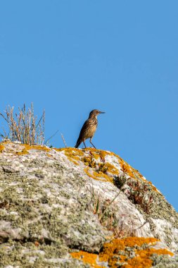 Avrupa Kaya Pipit 'i böcek ve kabukluları yer. Fotoğraf: Bull Island, Dublin, İrlanda.