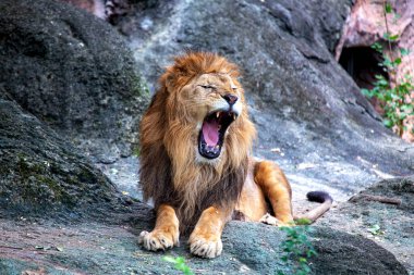 Afrika Aslanı (Panthera leo) zebraları, antilopları ve antilopları avlar. Bir Serengeti savanasında çekilen fotoğraf aslanın görkemli yelesini ve doğal ortamındaki kraliyet varlığını vurguluyor..