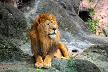 Afrika Aslanı (Panthera leo) zebraları, antilopları ve antilopları avlar. Bir Serengeti savanasında çekilen fotoğraf aslanın görkemli yelesini ve doğal ortamındaki kraliyet varlığını vurguluyor..