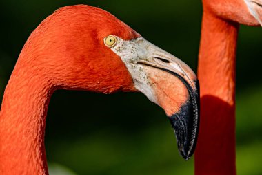 Amerikan Flamingosu (Phoenicopterus ruber) algler, kabuklular ve planktonlar yer. Karayipler 'de çekilmiş bir fotoğraf canlı pembe tüylerini ve doğal ortamında zarif duruşunu gözler önüne seriyor..