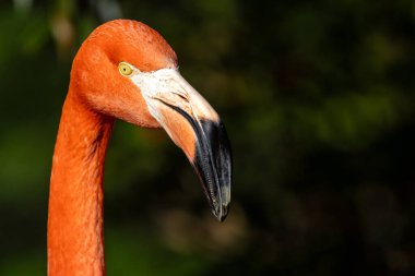 Amerikan Flamingosu (Phoenicopterus ruber) algler, kabuklular ve planktonlar yer. Karayipler 'de çekilmiş bir fotoğraf canlı pembe tüylerini ve doğal ortamında zarif duruşunu gözler önüne seriyor..