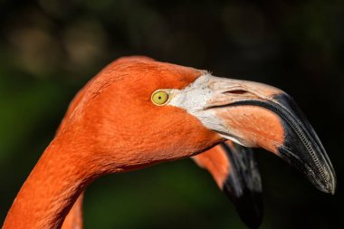 Amerikan Flamingosu (Phoenicopterus ruber) algler, kabuklular ve planktonlar yer. Karayipler 'de çekilmiş bir fotoğraf canlı pembe tüylerini ve doğal ortamında zarif duruşunu gözler önüne seriyor..