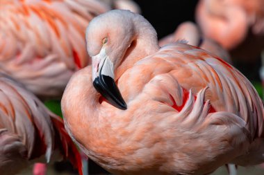 Güney Amerika 'ya özgü Şili Flamingosu algler, küçük omurgasızlar ve kabuklularla beslenir. Bu fotoğraf sulak bir ortamda çekildi..