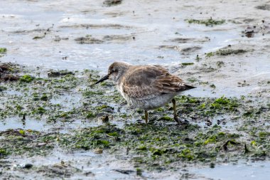 The Red Knot (Calidris canutus) is a migratory shorebird that feeds on invertebrates. Captured on Bull Island, Dublin, a location known for birdwatching and coastal habitats. clipart