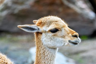 Vicuna And Dağları 'ndaki otlar ve çalılarla beslenir. Fotoğraf Peru 'nun yüksek irtifa düzlüklerinde çekildi..