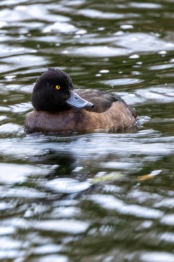 The tufted duck eats aquatic plants and invertebrates. Photographed at Phoenix Park, Dublin, Ireland. clipart