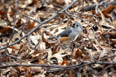 Küçük bir ötücü kuş olan Tufted Titmouse, tohumları ve böcekleri yer. Central Park, New York 'ta yakalandı..