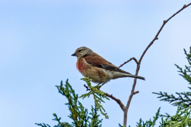 The male Linnet eats seeds and insects. This photo was taken at Turvey Nature Reserve, Dublin, Ireland. clipart