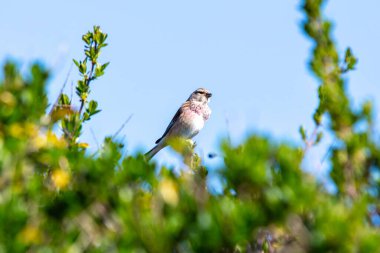 The male Linnet eats seeds and insects. This photo was taken at Turvey Nature Reserve, Dublin, Ireland. clipart