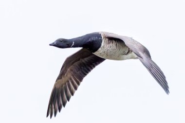 Brent Goose yılan otu ve alglerle beslenir. Bu fotoğraf Boğa Adası, Dublin, İrlanda 'da çekildi.. 