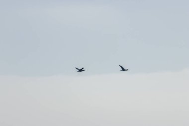 Brent Goose yılan otu ve alglerle beslenir. Bu fotoğraf Boğa Adası, Dublin, İrlanda 'da çekildi.. 