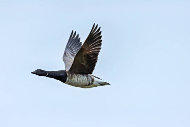 The Brent Goose feeds on eelgrass and algae. This photo was taken at Bull Island, Dublin, Ireland.  clipart