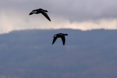 Brent Goose yılan otu ve alglerle beslenir. Bu fotoğraf Boğa Adası, Dublin, İrlanda 'da çekildi.. 