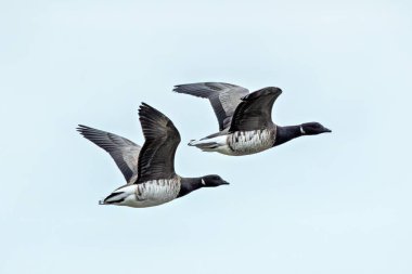 The Brent Goose feeds on eelgrass and algae. This photo was taken at Bull Island, Dublin, Ireland.  clipart