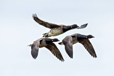 Brent Goose yılan otu ve alglerle beslenir. Bu fotoğraf Boğa Adası, Dublin, İrlanda 'da çekildi.. 