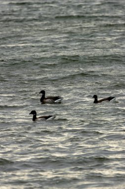 Brent Goose yılan otu ve alglerle beslenir. Bu fotoğraf Boğa Adası, Dublin, İrlanda 'da çekildi.. 