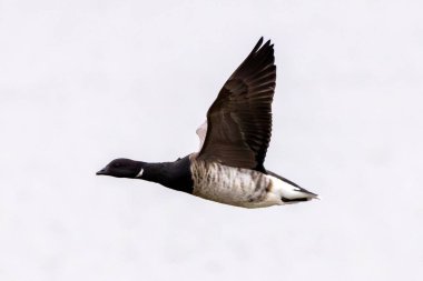 The Brent Goose feeds on eelgrass and algae. This photo was taken at Bull Island, Dublin, Ireland.  clipart