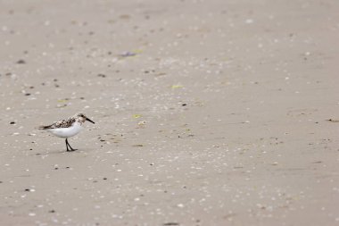 Sanderling feeding on Bull Island, Dublin. This small shorebird eats insects, crustaceans, and worms. clipart