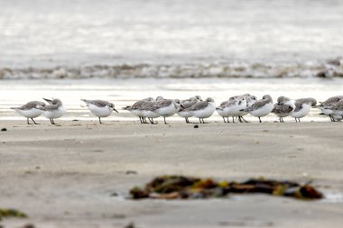 Boğa Adası, Dublin 'de Sanderling besleniyor. Bu küçük sahil kuşu böcek, kabuklu deniz hayvanı ve solucan yiyor..