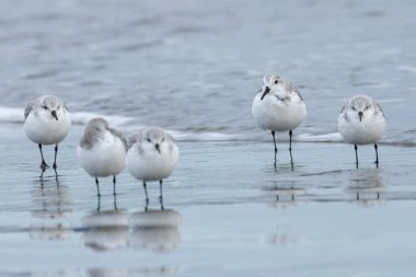 Boğa Adası, Dublin 'de Sanderling besleniyor. Bu küçük sahil kuşu böcek, kabuklu deniz hayvanı ve solucan yiyor..