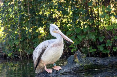 The Dalmatian pelican, a large wetland bird, feeds on fish. Photographed in Madrid, Spain, near water. clipart