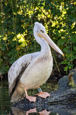 The Dalmatian pelican, a large wetland bird, feeds on fish. Photographed in Madrid, Spain, near water. clipart