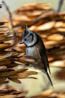 The crested tit eats insects and seeds, often in conifers. Photo taken in Madrid, Spain, in the wild.