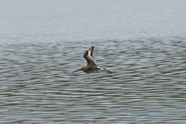 Kara kuyruklu çıngıraklı yılan, sulak alanlarda solucanlar ve böceklerle beslenir. Fotoğraf Bull Island, Dublin 'de çekildi..