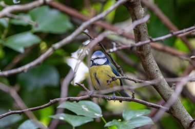 The blue tit, a small insectivorous bird, feeds on insects and seeds. Photographed in St. Stephen's Green, Dublin.