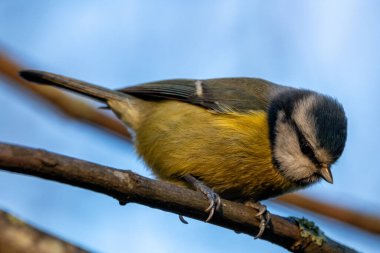 The blue tit, a small insectivorous bird, feeds on insects and seeds. Photographed in St. Stephen's Green, Dublin.