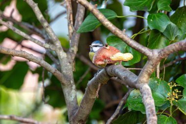 The blue tit, a small insectivorous bird, feeds on insects and seeds. Photographed in St. Stephen's Green, Dublin. clipart