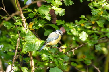 The blue tit, a small insectivorous bird, feeds on insects and seeds. Photographed in St. Stephen's Green, Dublin.