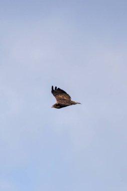 Yaygın bir Şahin (Buteo buteo), Baldoyle, Dublin üzerinde görülen küçük memelileri yiyen yırtıcı bir kuş..