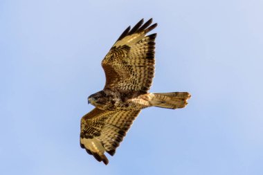 Yaygın bir Şahin (Buteo buteo), Baldoyle, Dublin üzerinde görülen küçük memelileri yiyen yırtıcı bir kuş..