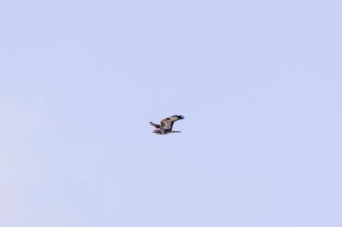 Yaygın bir Şahin (Buteo buteo), Baldoyle, Dublin üzerinde görülen küçük memelileri yiyen yırtıcı bir kuş..