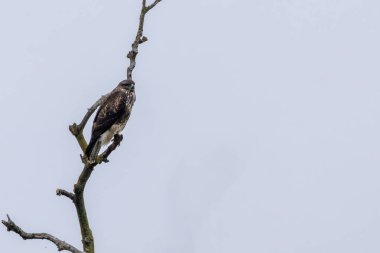 Yaygın bir Şahin (Buteo buteo), Baldoyle, Dublin üzerinde görülen küçük memelileri yiyen yırtıcı bir kuş..