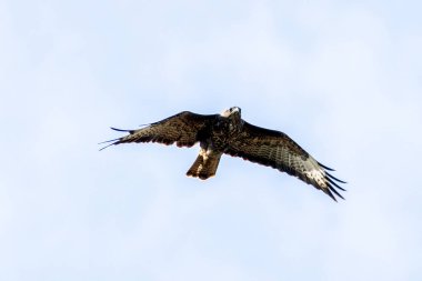 Yaygın bir Şahin (Buteo buteo), Baldoyle, Dublin üzerinde görülen küçük memelileri yiyen yırtıcı bir kuş..