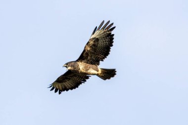 Yaygın bir Şahin (Buteo buteo), Baldoyle, Dublin üzerinde görülen küçük memelileri yiyen yırtıcı bir kuş..