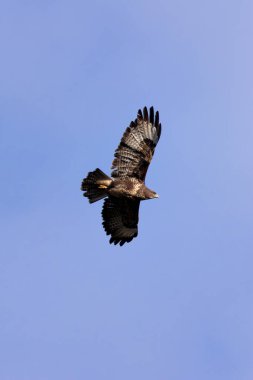 Yaygın bir Şahin (Buteo buteo), Baldoyle, Dublin üzerinde görülen küçük memelileri yiyen yırtıcı bir kuş..