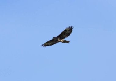 Yaygın bir Şahin (Buteo buteo), Baldoyle, Dublin üzerinde görülen küçük memelileri yiyen yırtıcı bir kuş..