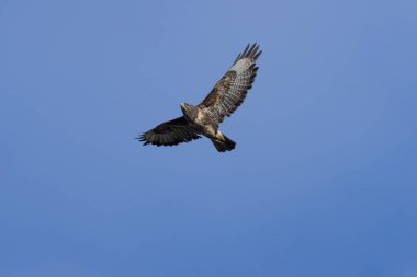 Yaygın bir Şahin (Buteo buteo), Baldoyle, Dublin üzerinde görülen küçük memelileri yiyen yırtıcı bir kuş..