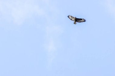 Yaygın bir Şahin (Buteo buteo), Baldoyle, Dublin üzerinde görülen küçük memelileri yiyen yırtıcı bir kuş..