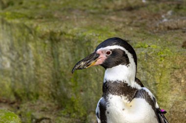 Humboldt pengueni, Peru / Şili kıyılarından balık yiyen bir deniz kuşu..